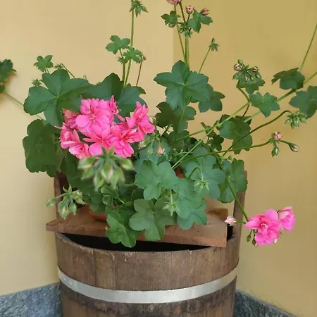 Alojamento de Acomodação e Pequeno-almoço Camilla 4*