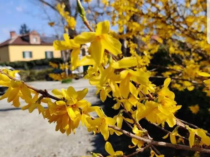 Oda ve Kahvaltı Camilla