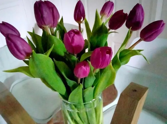 Camilla Oda ve Kahvaltı